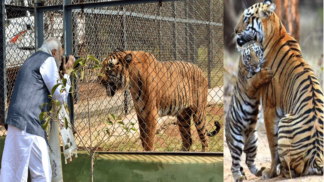 Prime Minister extends greetings on Global Tiger Day, reaffirms commitment to tiger conservation