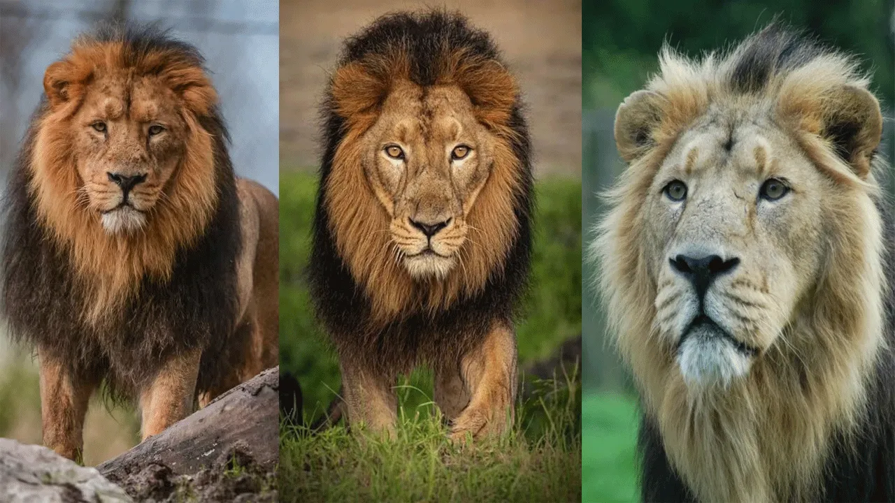 World Lion Day: Asiatic Lion population rises from 523 in 2015 to 891 in 2025