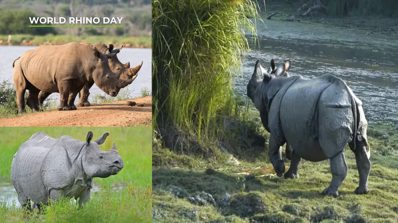 World Rhino Day