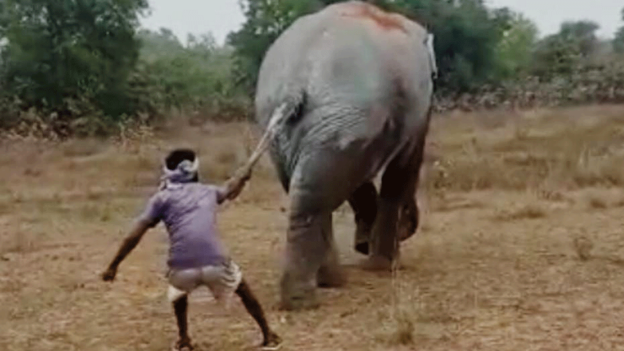 Pulling tail of wild elephant: Foresters gather video for penalty in Jhargram