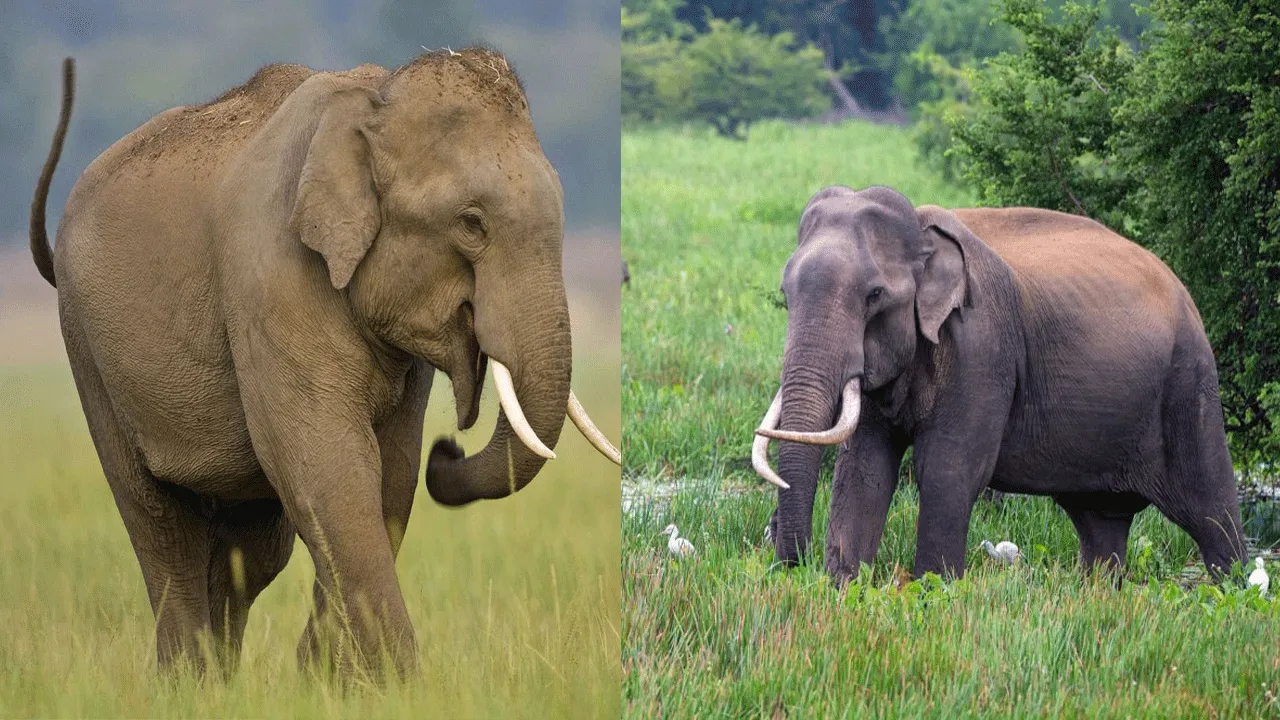 World Elephant Day 2026: India Reaffirms Commitment to Elephant Conservation