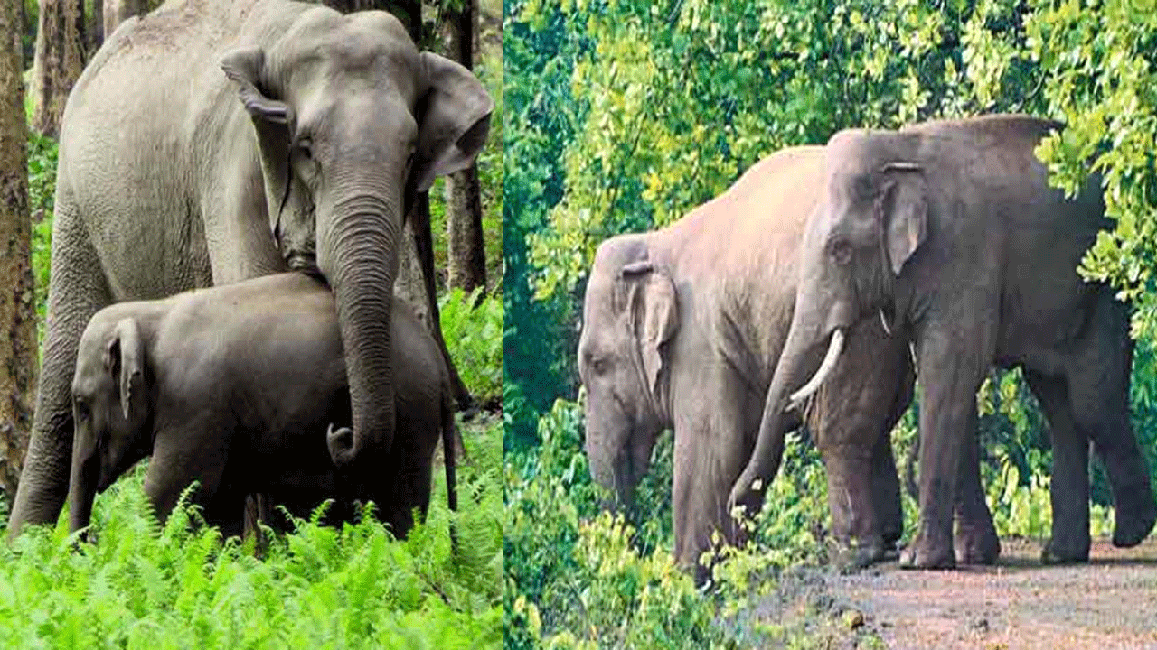 Elephants depressed psychologically in Bengal due to closer human habitats
