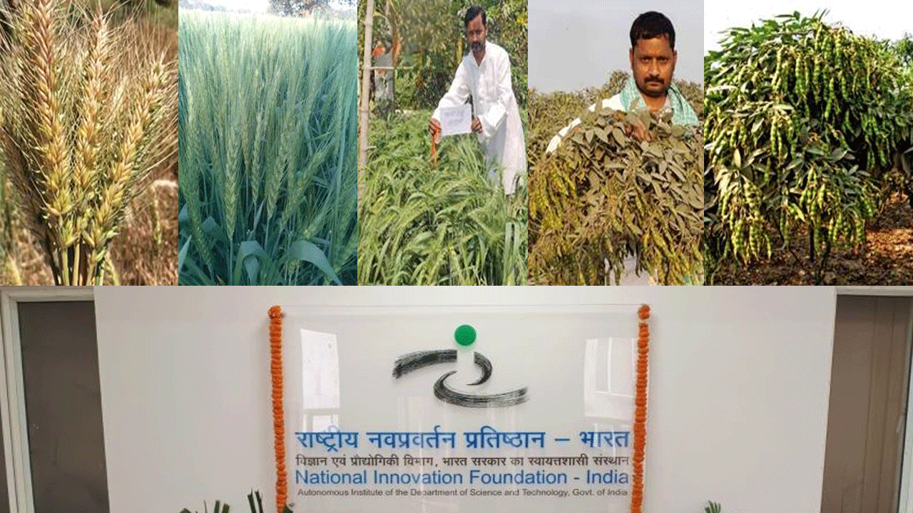 Strategic technology transfer advances farmer-led innovation