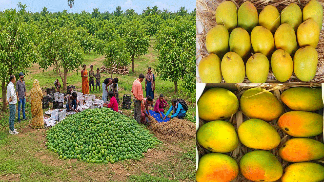 APEDA Facilitates First Export of Fresh Mangoes from Jharkhand to United Kingdom